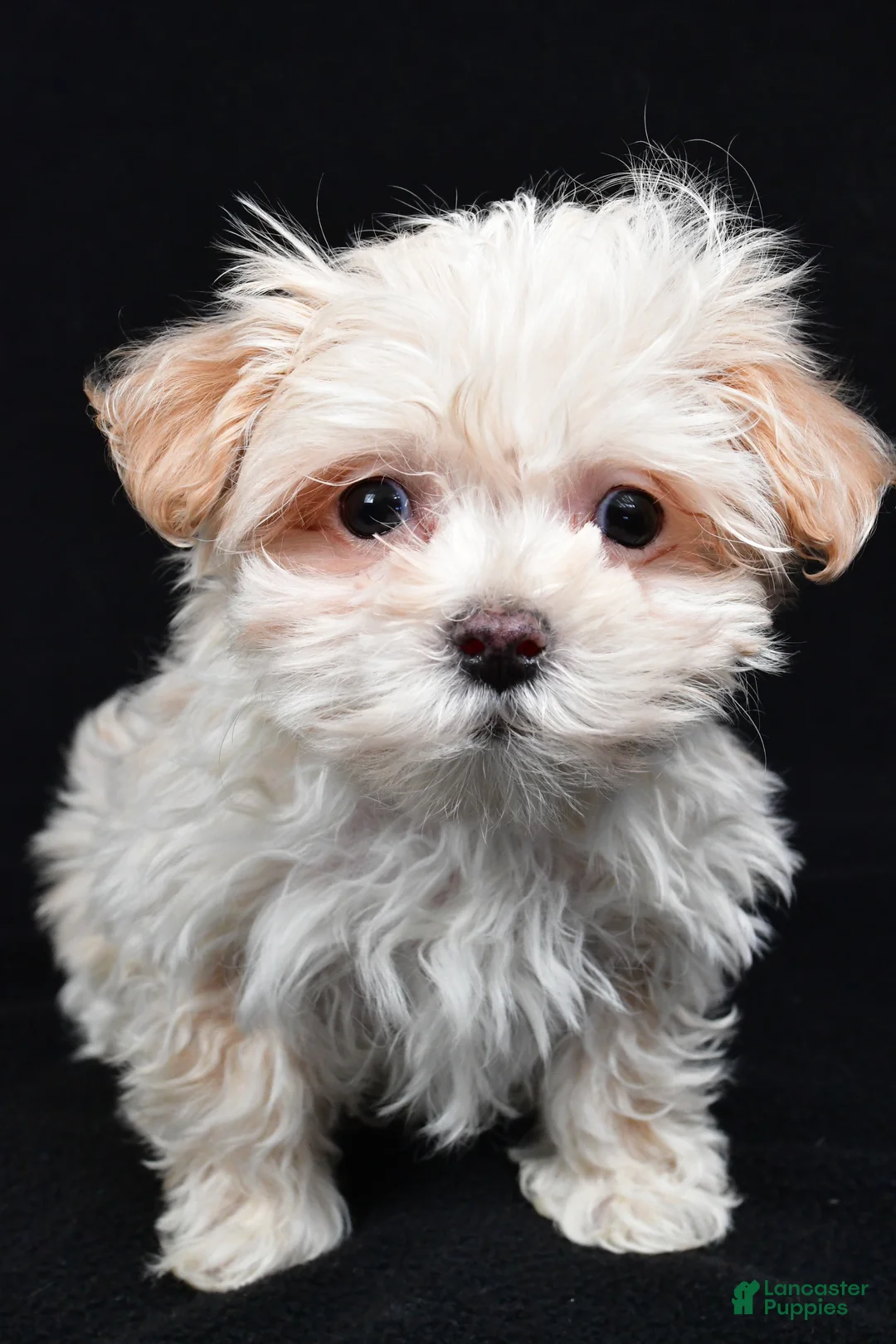 Maltipoo dogs for sale: Kaden - Ad 7