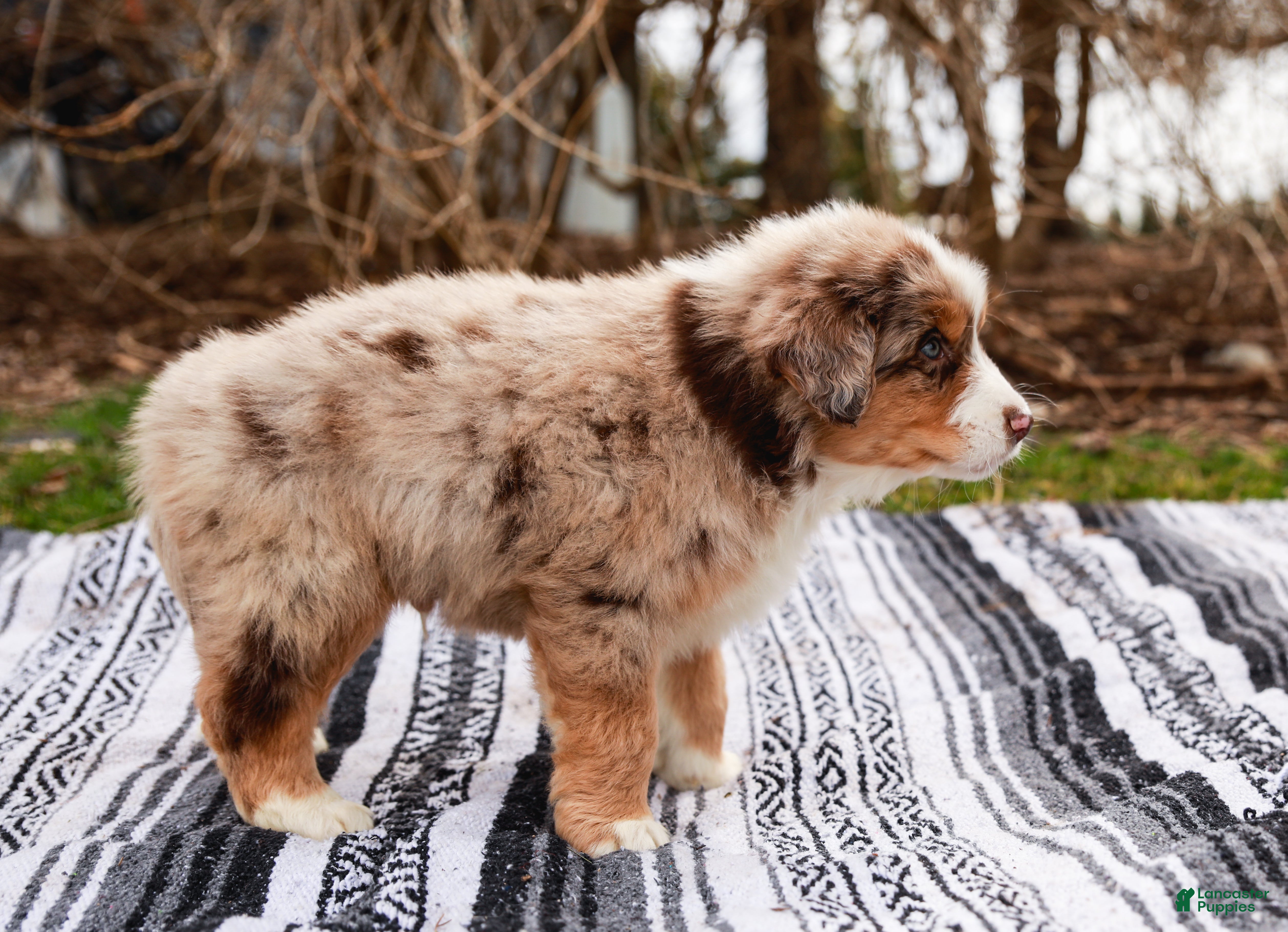 Australian Shepherd dogs Sparkles - Ad 2