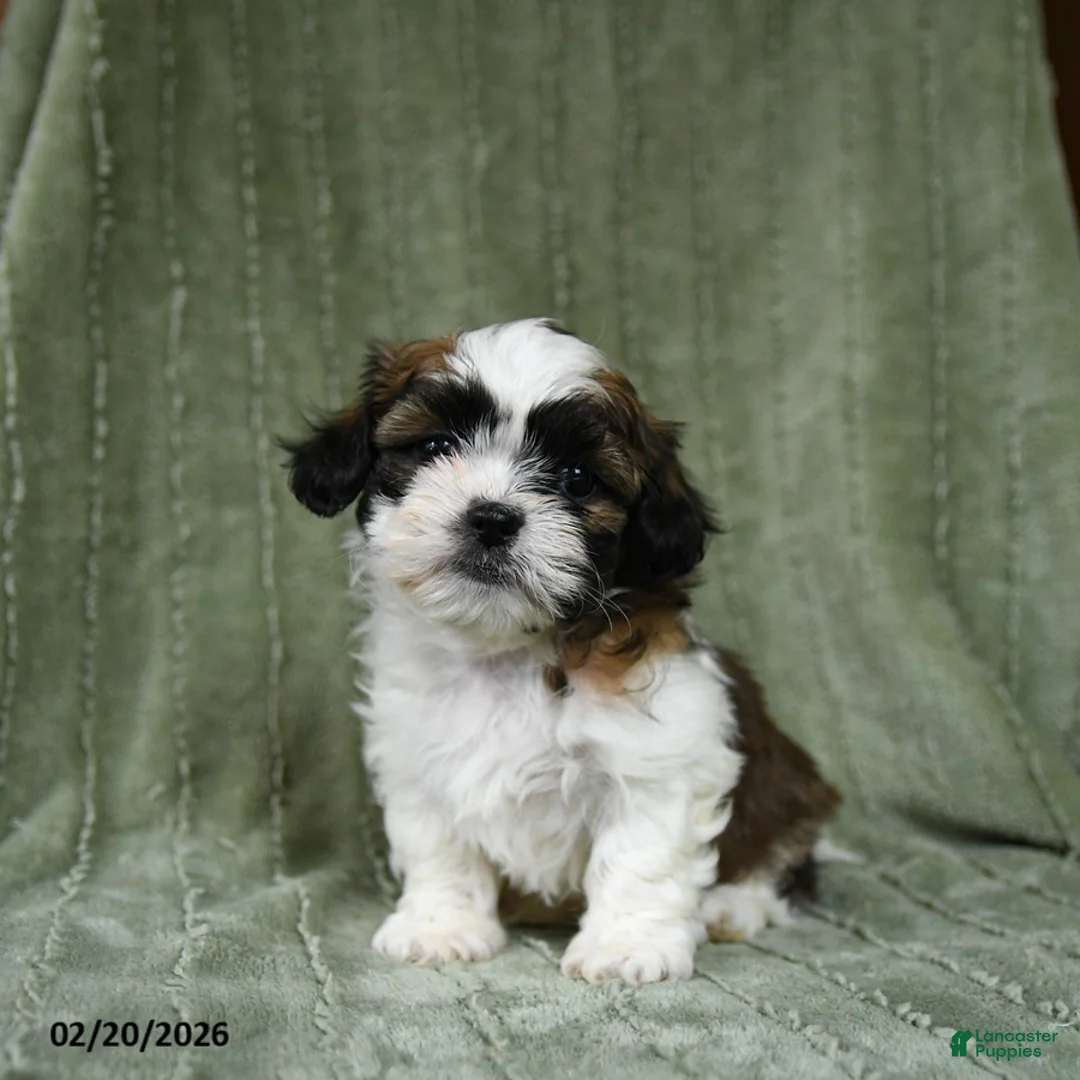 Shih Tzu dogs for sale: Drew - Ad 3