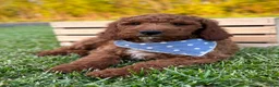 Irish Doodle dogs for sale: Copper - Ad 10