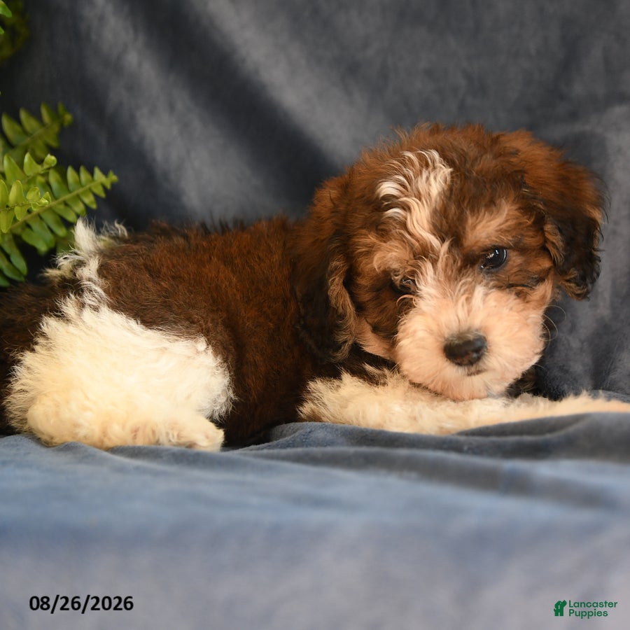 Bichpoo dogs Skyler - Ad 2