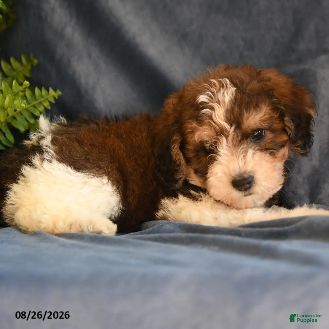 Bichpoo dogs for sale: Skyler - Ad 2