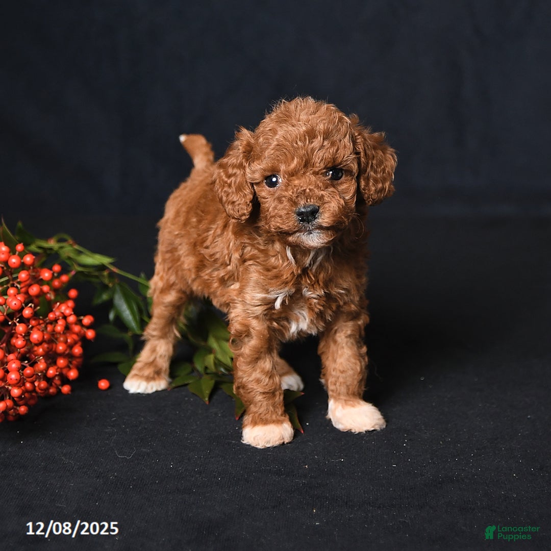 Toy Poodle dogs for sale: Tiny Everest - Ad 1