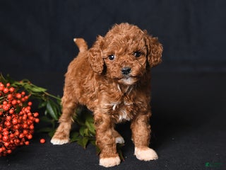 Toy Poodle dogs Tiny Everest - Ad 6