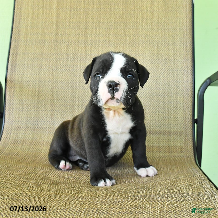 Olde English Bulldogge dogs Shirley - Ad 2