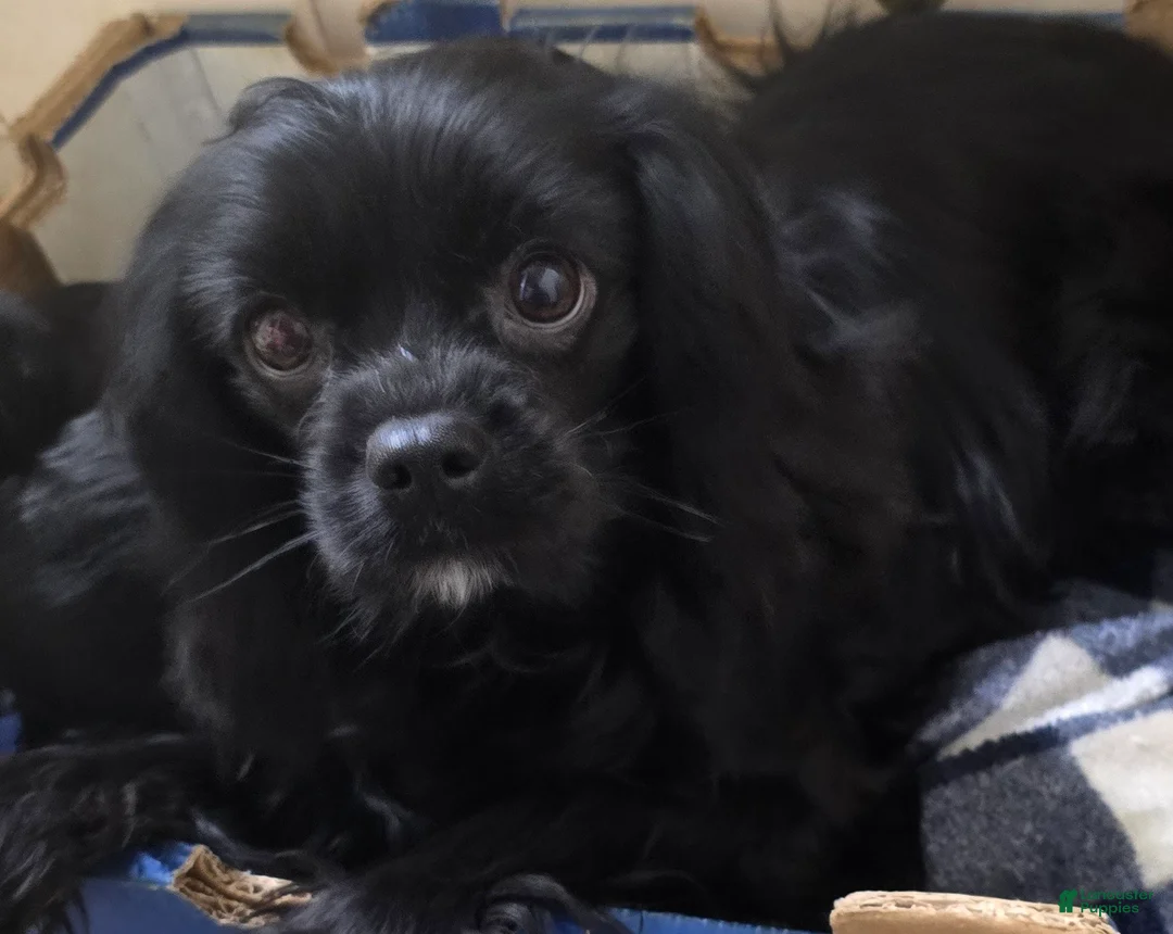 Cavalier King Charles Spaniel dogs for sale: Cavalier King Charles Spaniel Puppy 2 - Ad 4