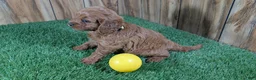 Cavapoo dogs for sale: Harlow Girl 2 - Ad 5