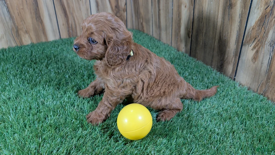 Cavapoo dogs for sale: Harlow Girl 2 - Ad 5