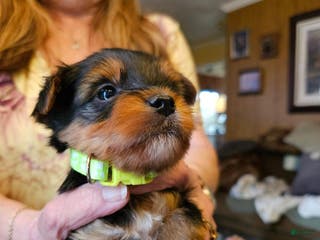 Yorkshire Terrier dogs Jay - Ad 19