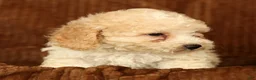 Toy Poodle dogs for sale: Dakota - Ad 7