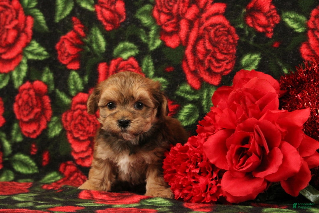 Maltipoo dogs for sale: Hellana - Ad 1