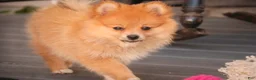 Pomeranian dogs for sale: Bingo Pomeranian  - Ad 4