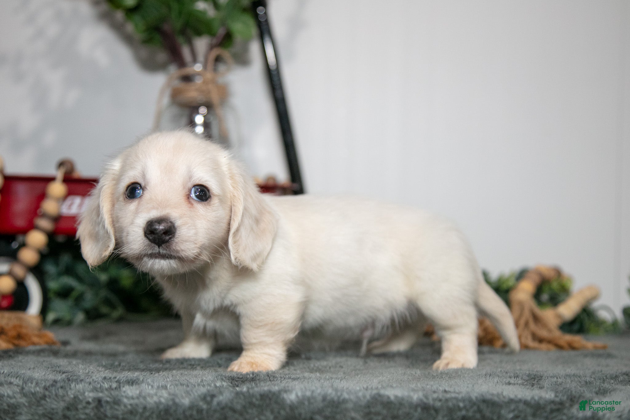 Miniature Dachshund dogs Paul - Ad 2