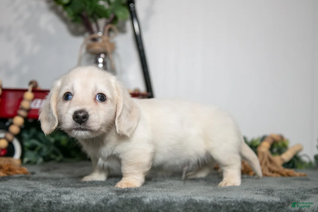 Miniature Dachshund dogs for sale: Paul - Ad 2