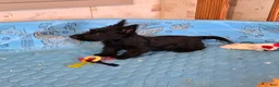 Scottish Terrier dogs for sale: Shadows - Ad 2