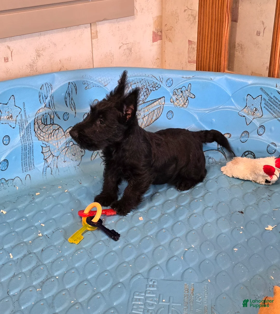 Scottish Terrier dogs for sale: Shadows - Ad 2