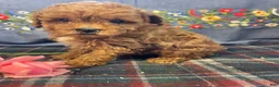 Toy Poodle dogs for sale: Sonny - Ad 3