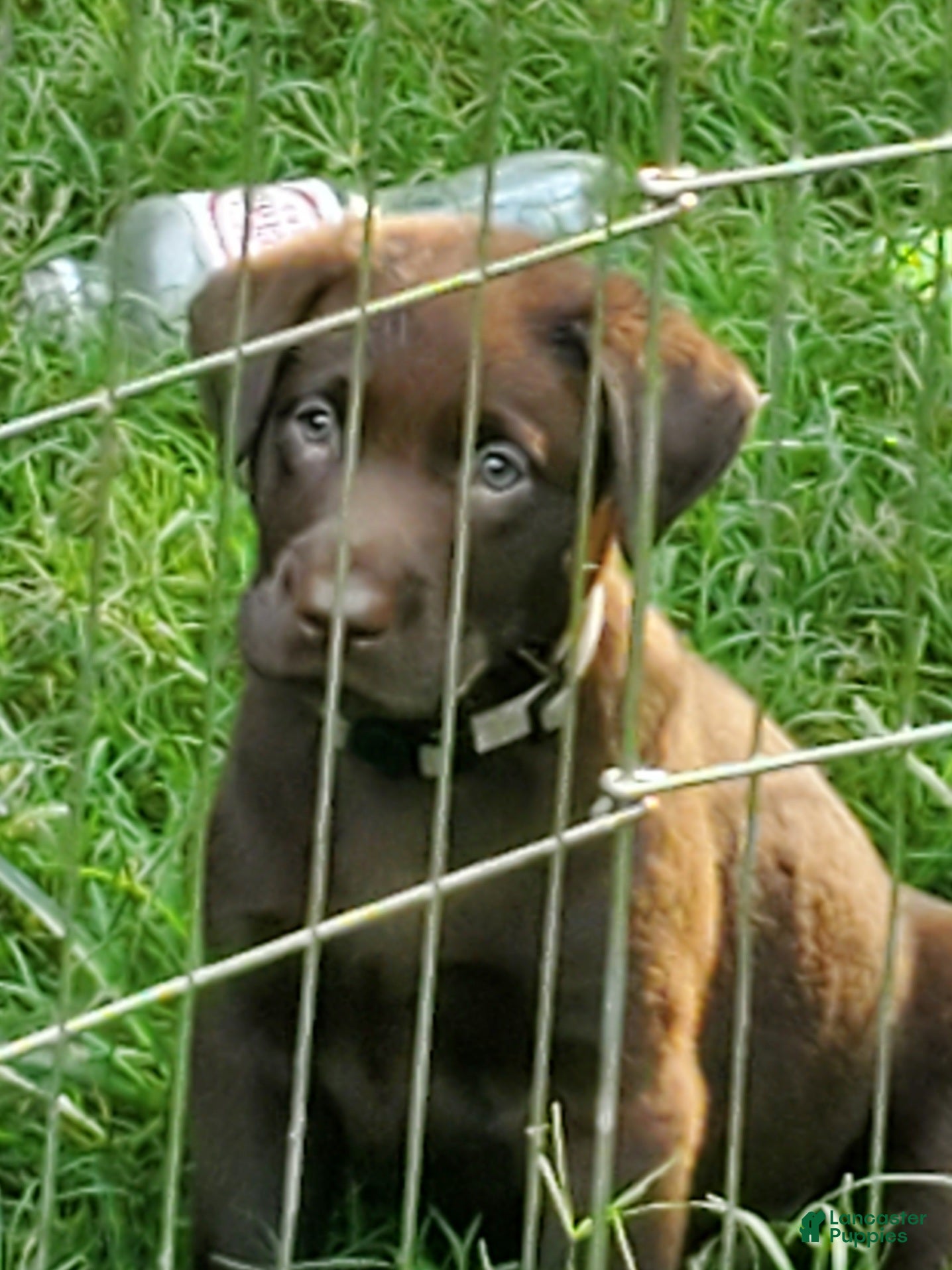 Labrador Retriever dogs Bruno - Ad 38