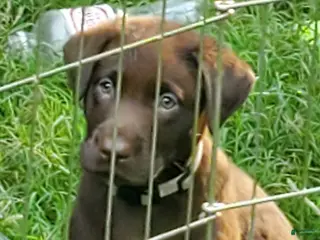 Labrador Retriever dogs Bruno - Ad 38