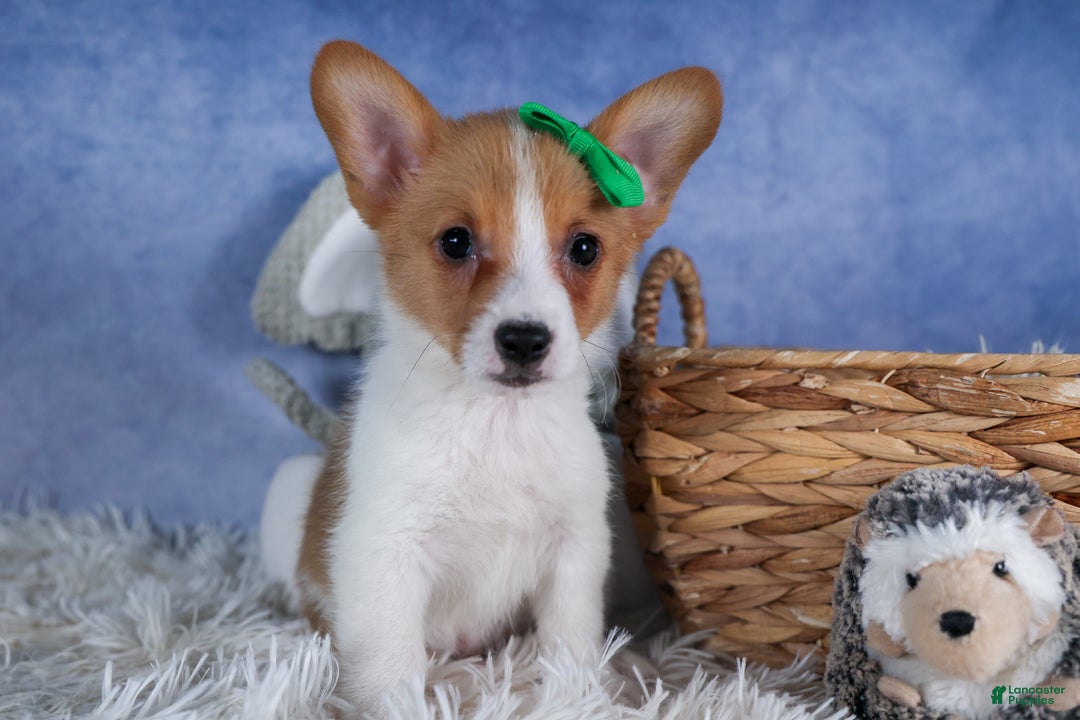 Welsh Corgi Pembroke dogs for sale: Larson - Ad 8