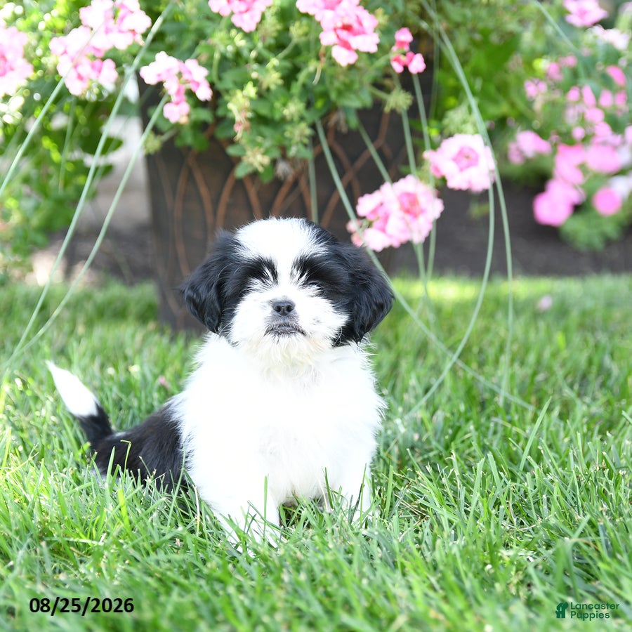 Shih Tzu dogs Avery - Ad 1