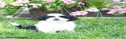 Shih Tzu dogs for sale: Avery - Ad 1