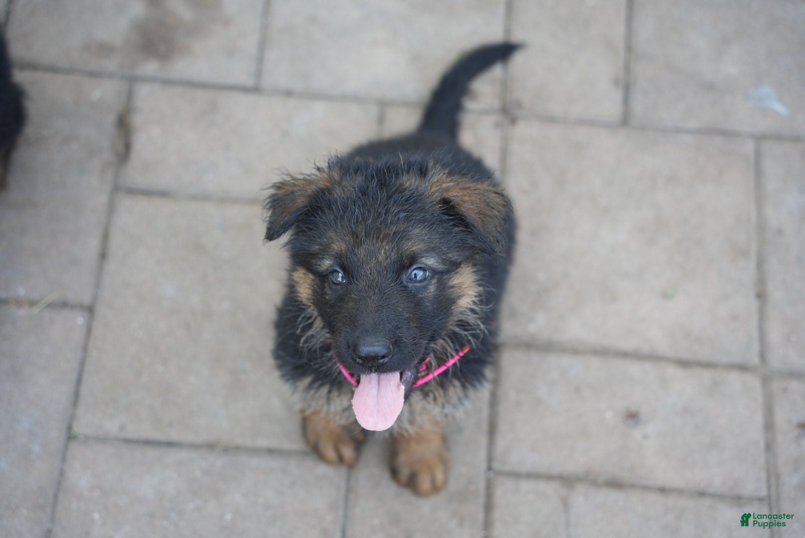 German Shepherd dogs German Shepherd 1 - Ad 25