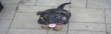 German Shepherd 1