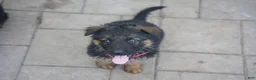German Shepherd dogs for sale: German Shepherd 1 - Ad 1