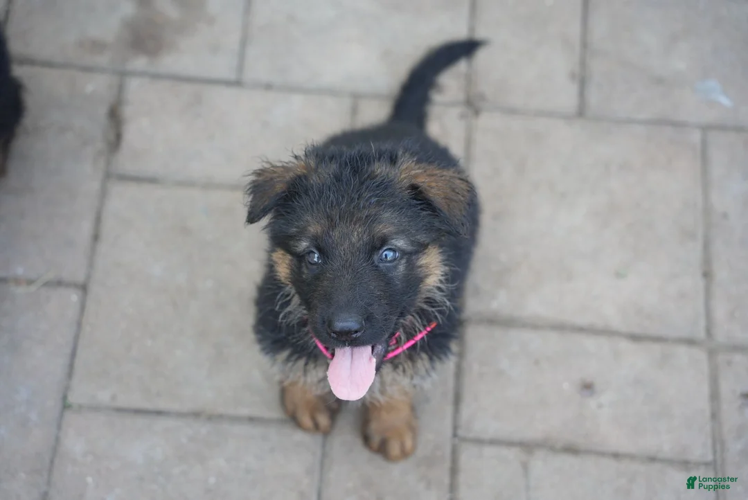 German Shepherd dogs for sale: German Shepherd 1 - Ad 1