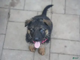 German Shepherd dogs German Shepherd 1 - Ad 25