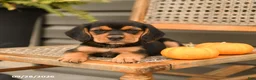 Beagle dogs for sale: Brinley - Ad 3