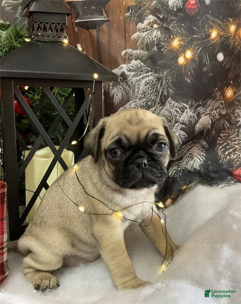 Pug dogs Pug Puppy 1 - Ad 4