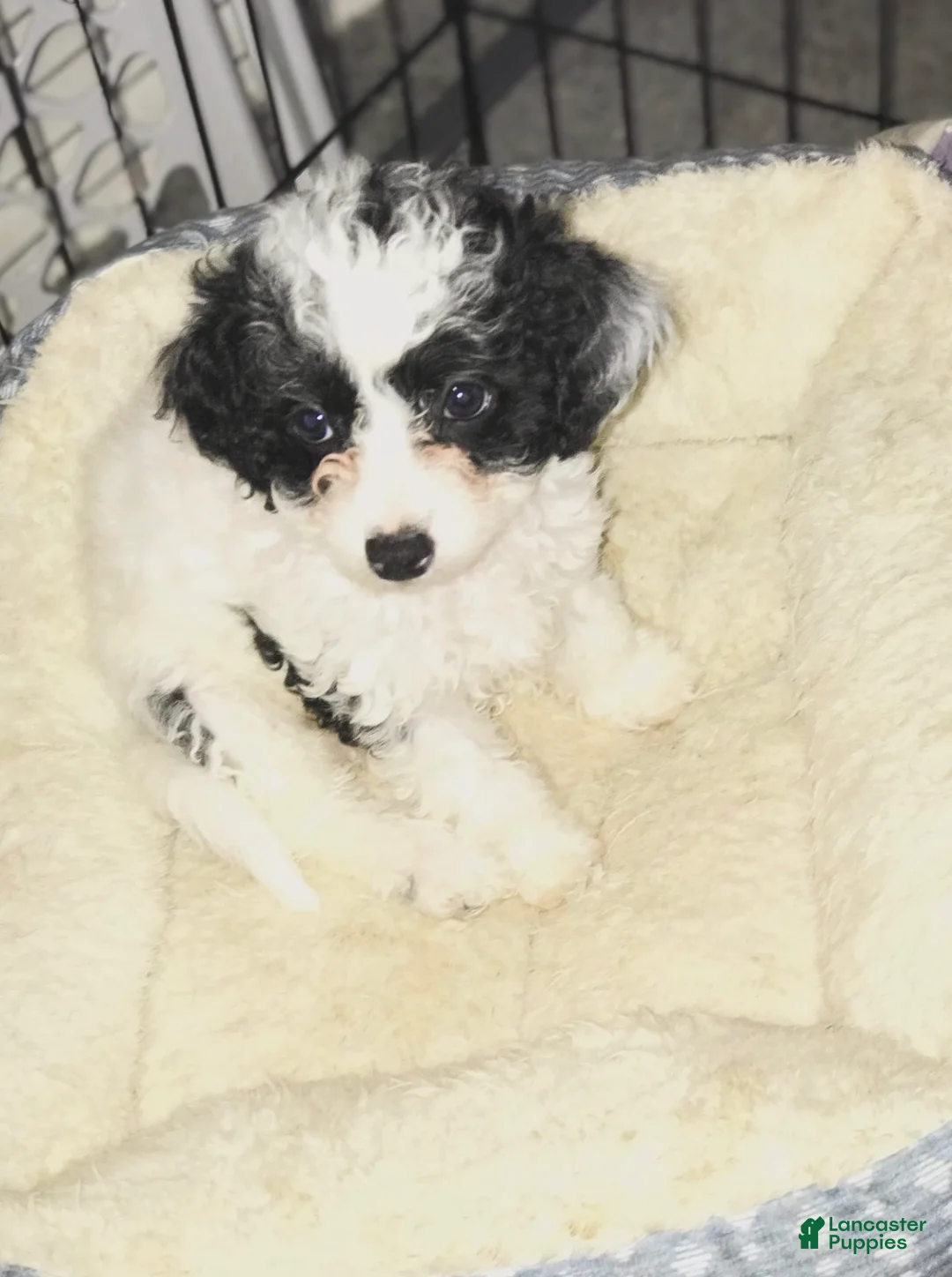 Mixed Breed dogs for sale: Mixed Breed Puppy 2 - Ad 1