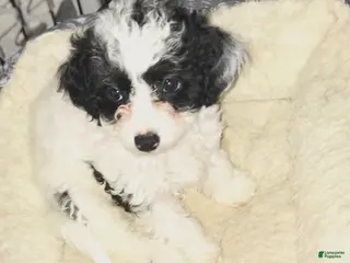 Mixed Breed dogs Mixed Breed Puppy 2 - Ad 39