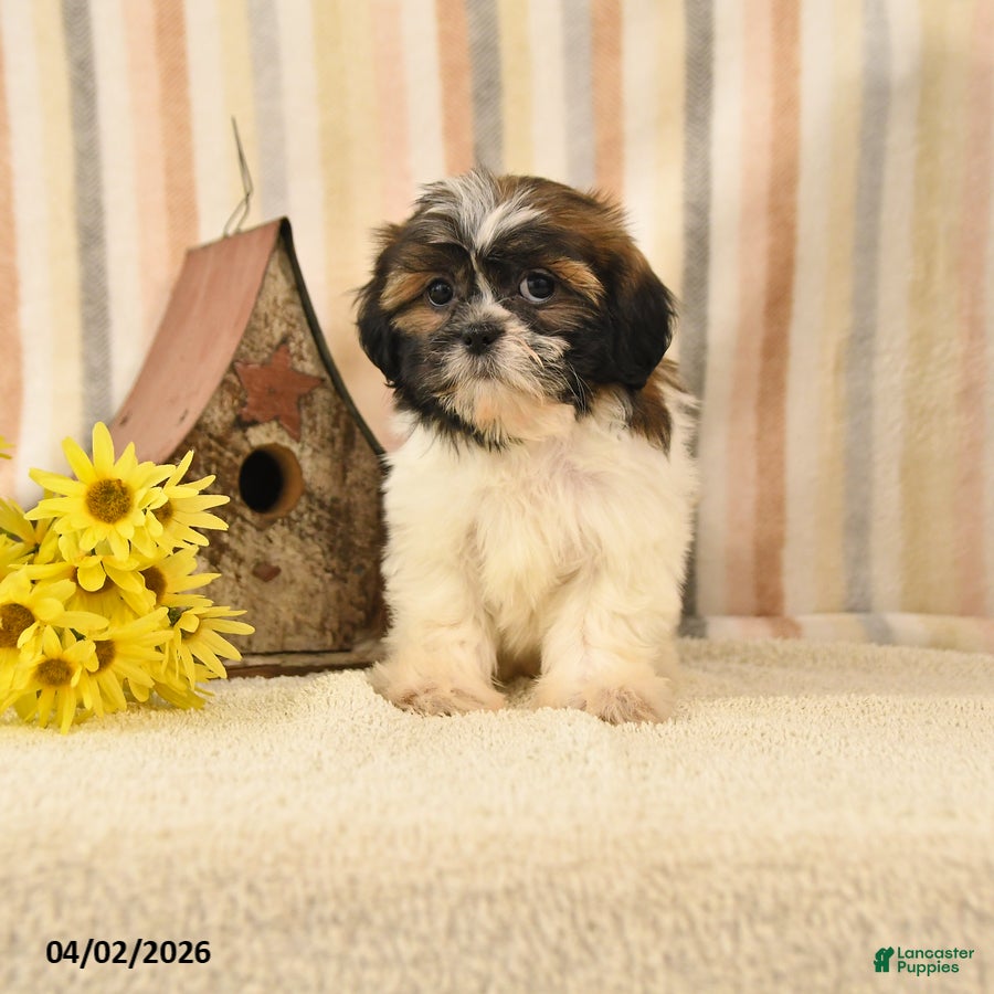 Shih Tzu dogs Maggie - Ad 1