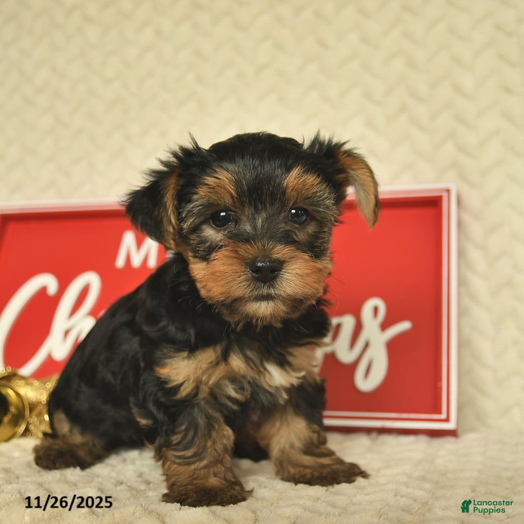 Yorkiepoo dogs for sale: Dwilyn - Ad 7