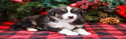 Miniature Australian Shepherd dogs for sale: Fig - Ad 5