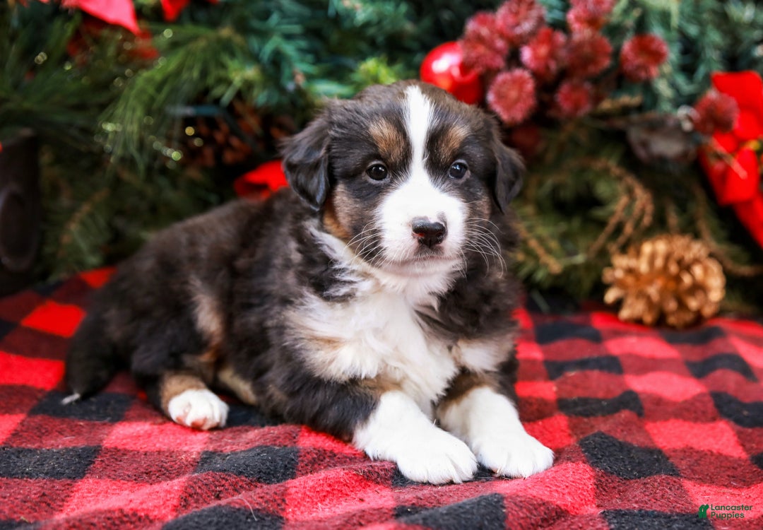 Miniature Australian Shepherd dogs for sale: Fig - Ad 5