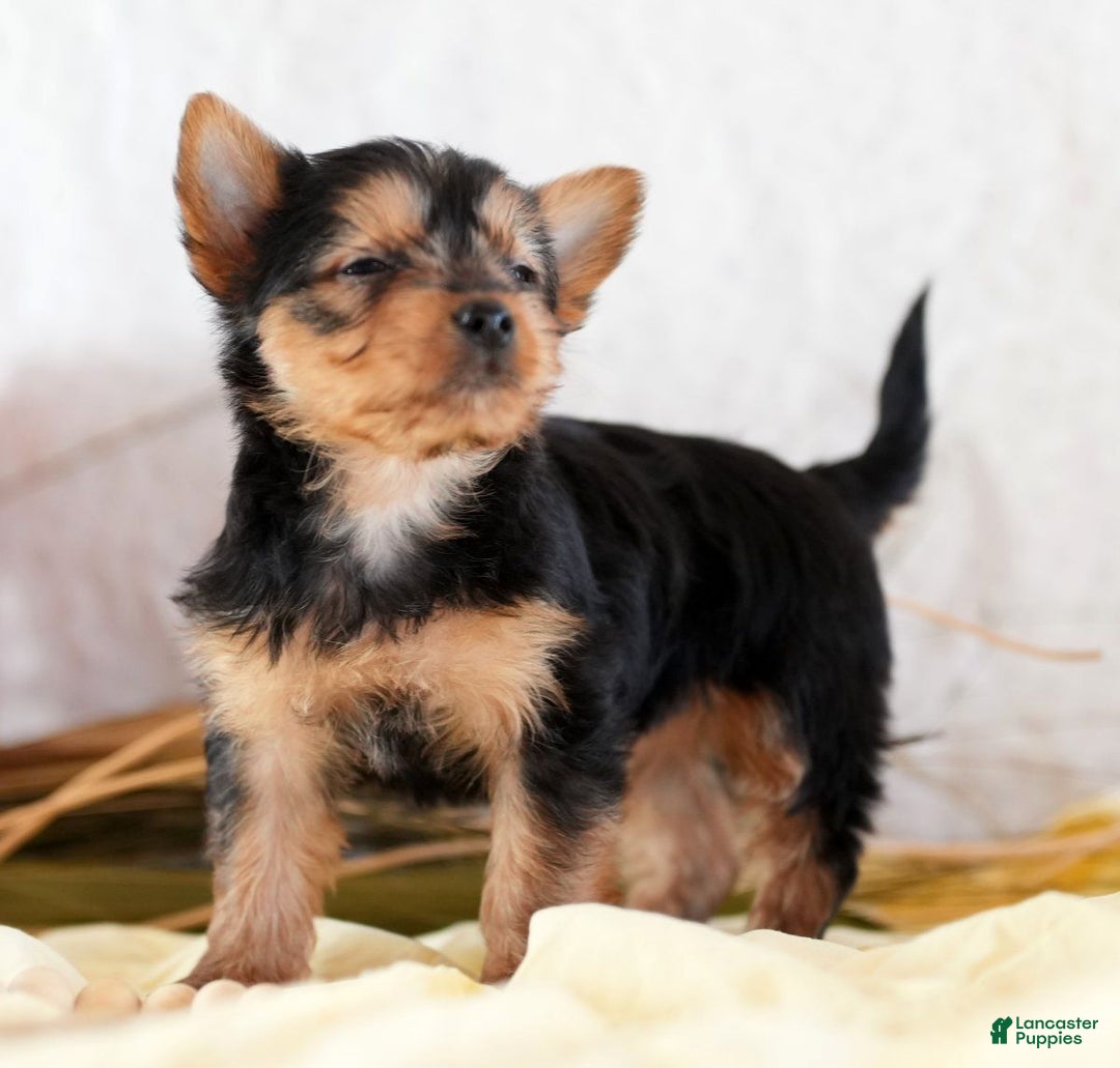 Morkie dogs for sale: Paisley - Ad 4