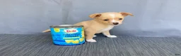 Chihuahua dogs for sale: Rudy - Ad 7