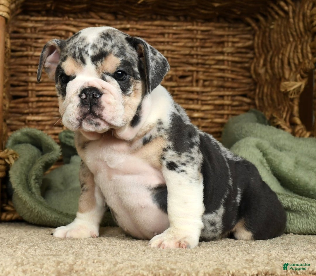 Citing inbreeding, Norway will no longer allow English Bulldogs to be bred  in the country - Salon.com, image size:1080x944