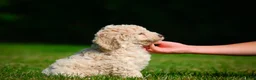 Bernedoodle dogs for sale: Oscar - Ad 4