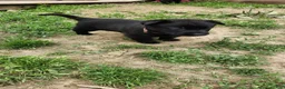 Belgian Malinois dogs for sale: Ghost (Brown) - Ad 4