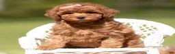 Toy Poodle dogs for sale: Scarlett AKC - Ad 1