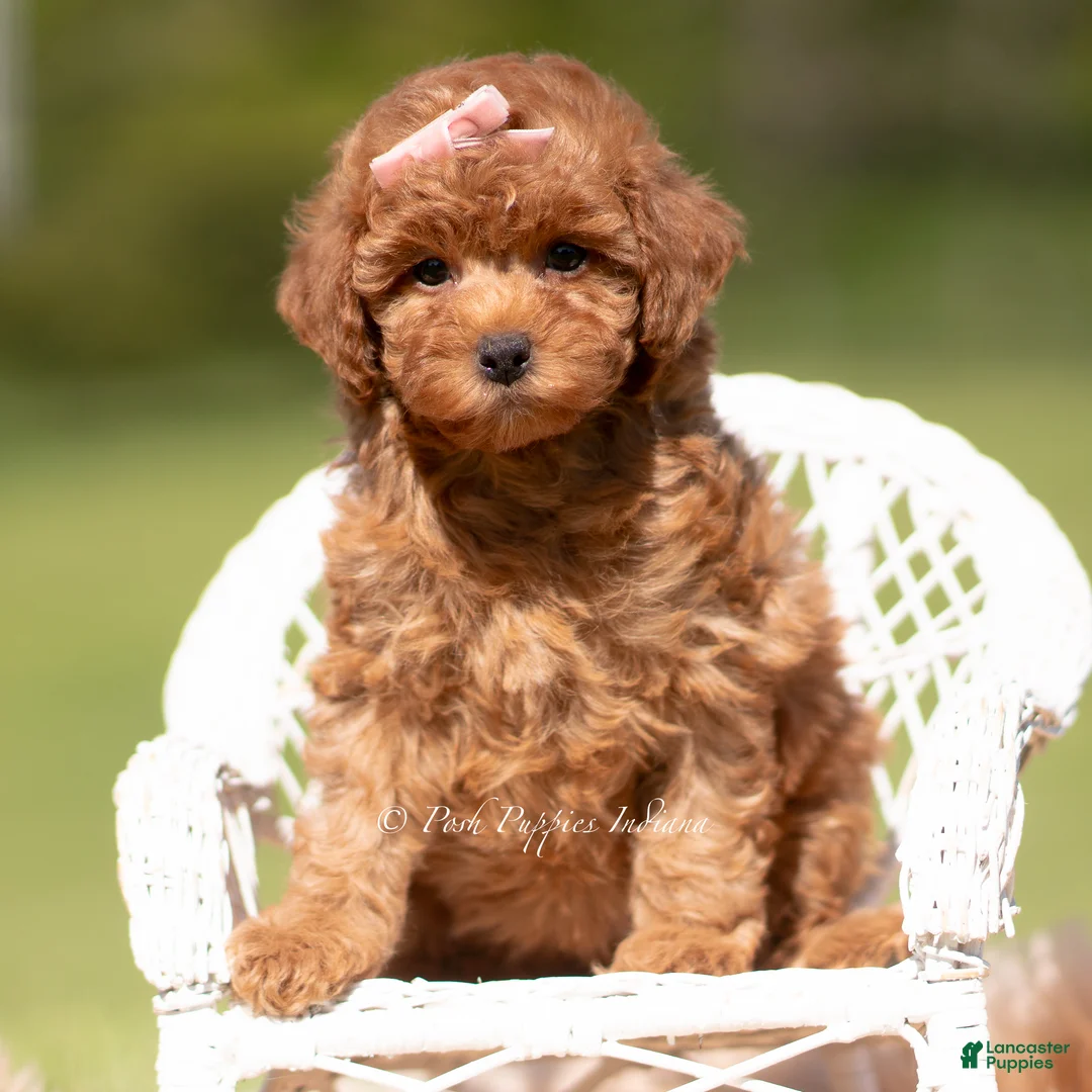 Toy Poodle dogs for sale: Scarlett AKC - Ad 1