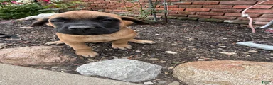 English Mastiff 1