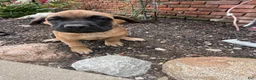 English Mastiff dogs for sale: English Mastiff 1 - Ad 1