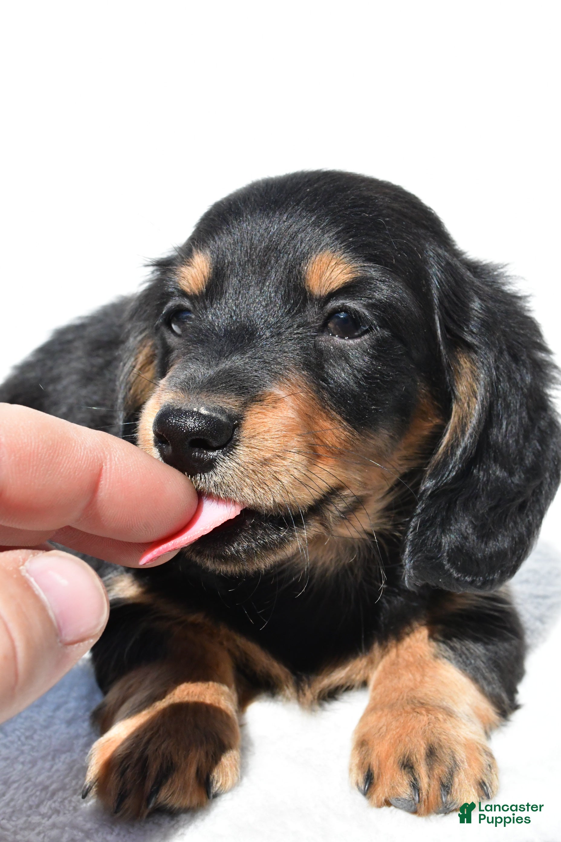 Miniature Dachshund dogs for sale: Alex - Ad 9