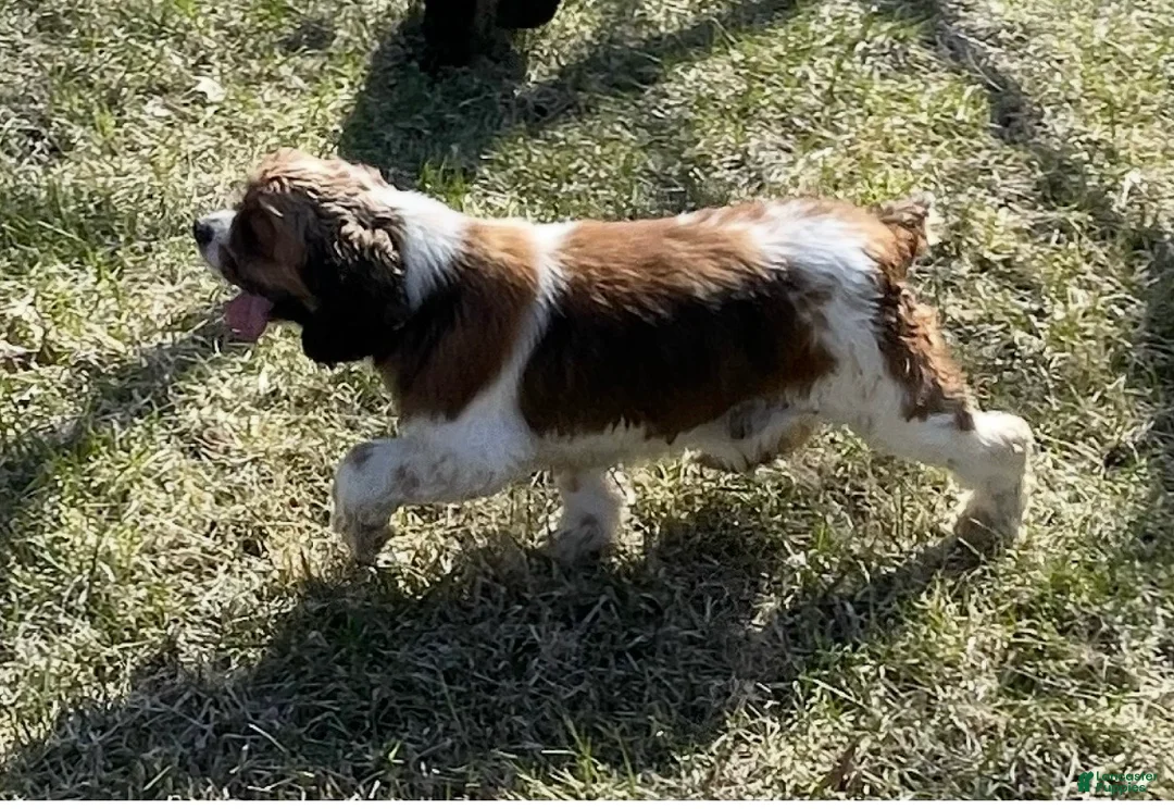 Cocker Spaniel dogs for sale: Cocker Spaniel Puppy 1 - Ad 2